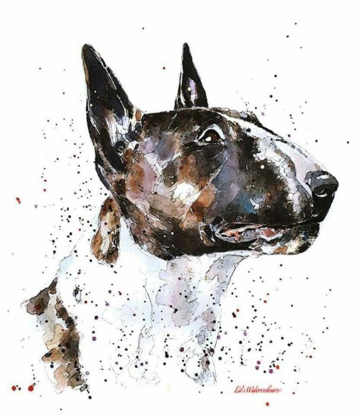 Собака бультерьер