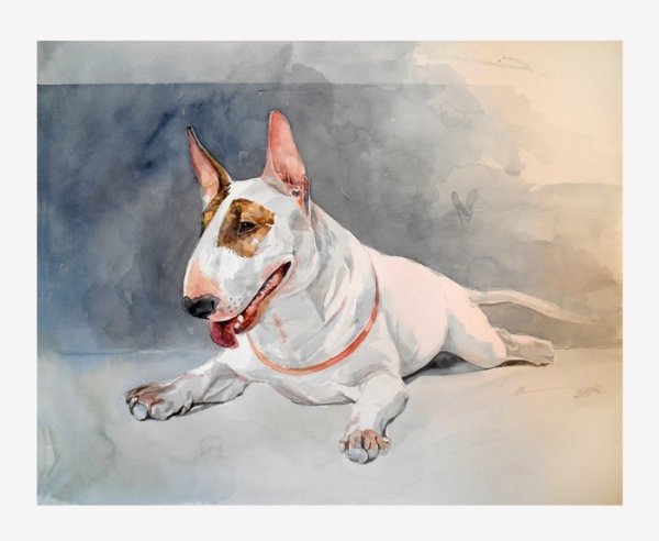 Бультерьер акварель