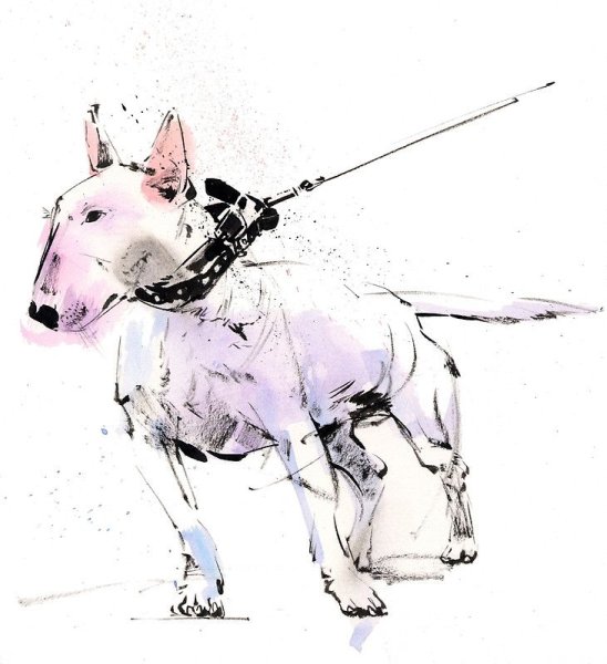 Бультерьер абстракция