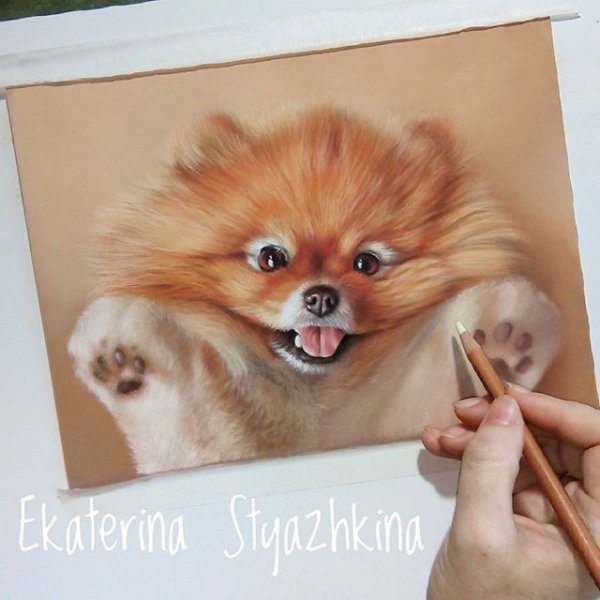 Померанский шпиц пастелью