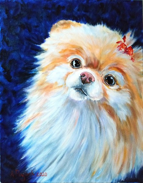 Померанский шпиц акварелью