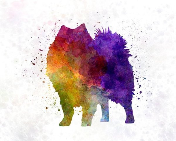 Шпиц фломастерами