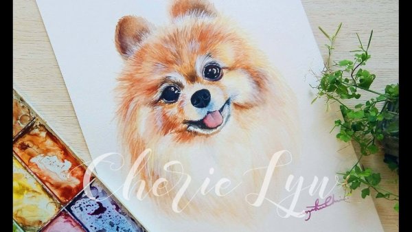 Померанский шпиц акварелью