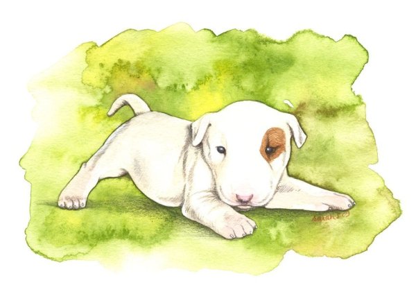 Рисунок щенка бультерьера