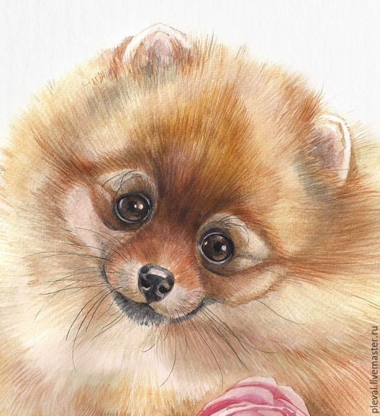 Шпиц померанский Art