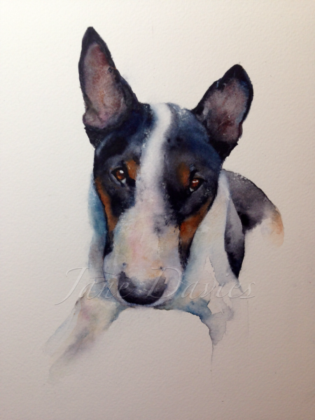 Бультерьер акварель