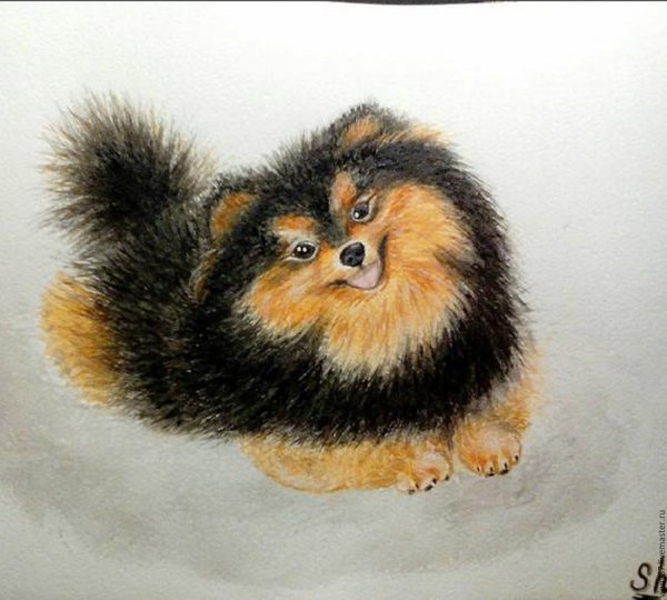 Померанский шпиц рисунок