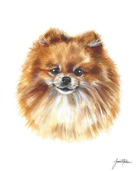 Померанский шпиц акварелью