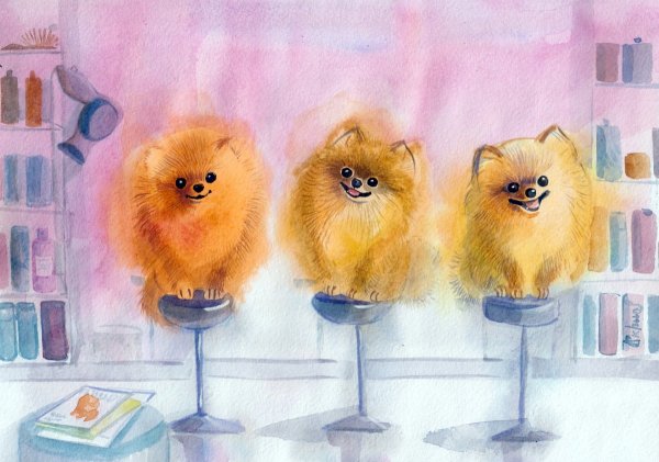 Померанский шпиц акварелью
