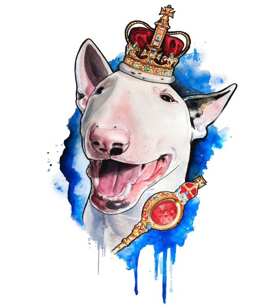 Бультерьер Король