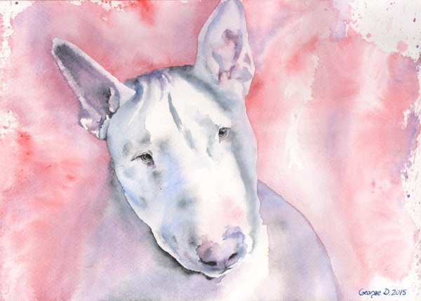 Бультерьер арт