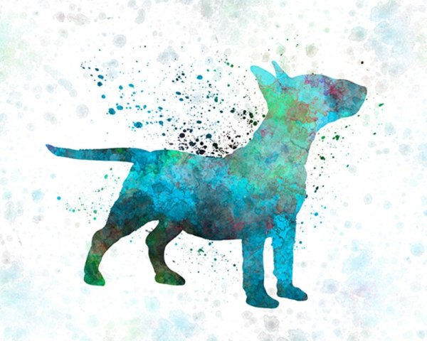 Бультерьер Мандала