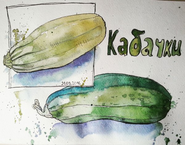 Скетчинг овощи акварелью