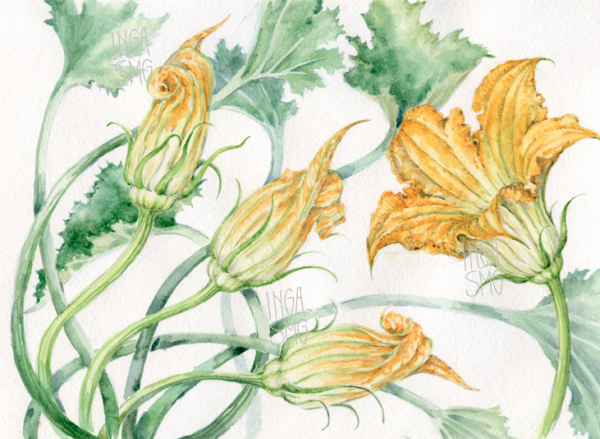 Цветок цукини