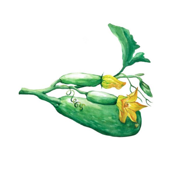 Кабачок акварелью