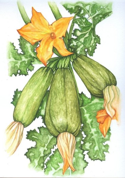 Кабачок рисунок для детей