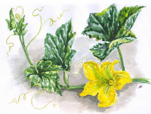 Тыква цветы и листья