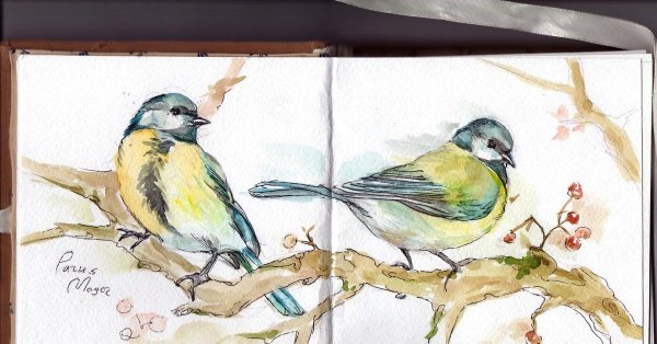 Синица на ветке акварель