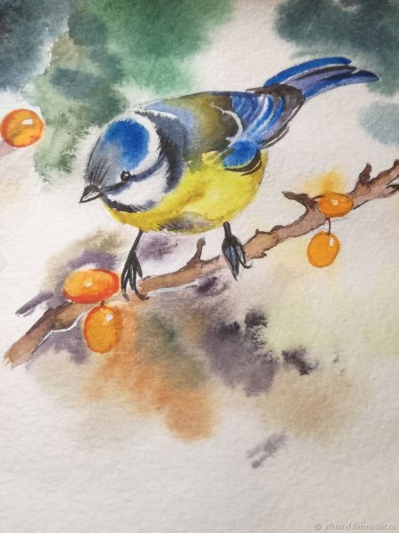 Синица лазоревка акварелью