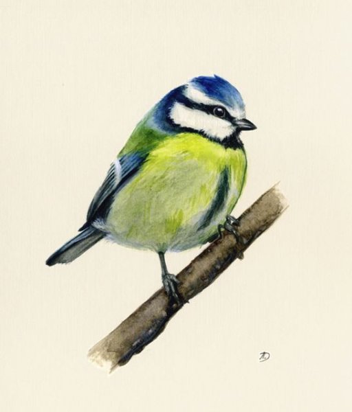 Акварельные синички