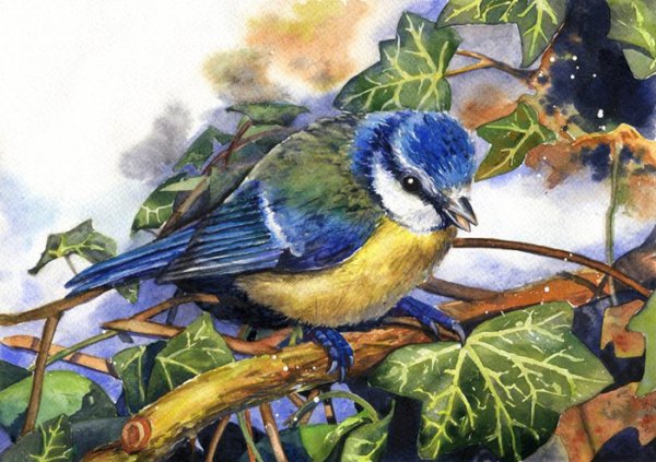 Синица гуашью