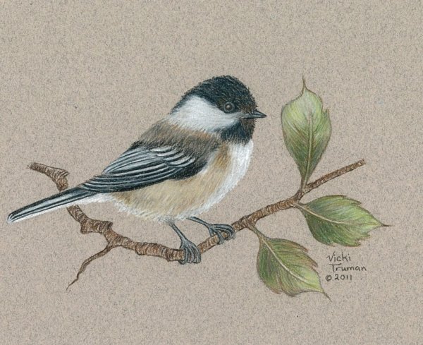 Синичка рисунок