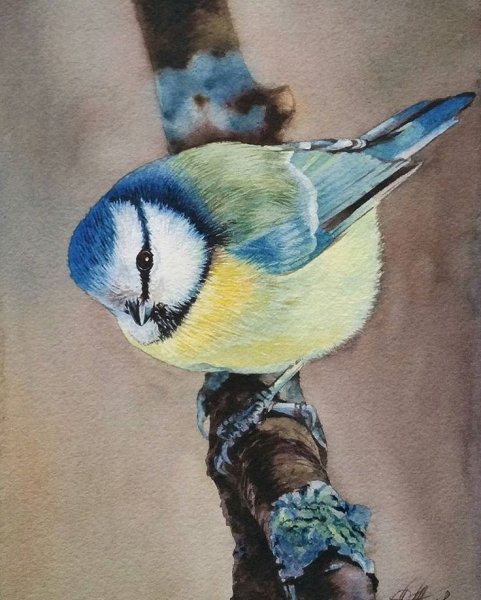 Синица лазоревка картины