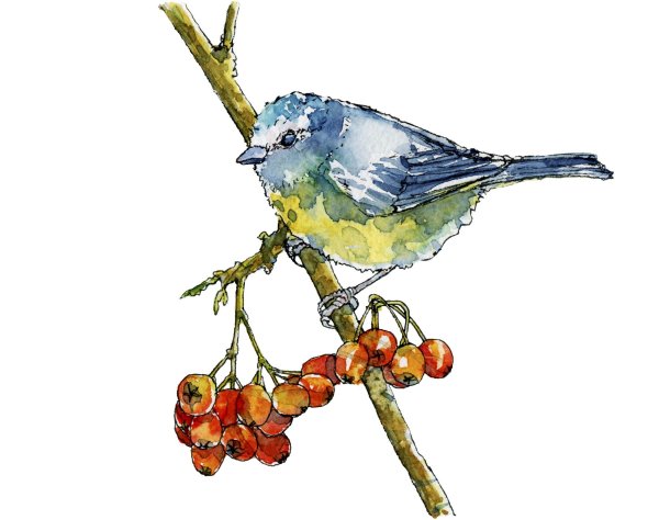 Синички красивые картины акварелью для детей