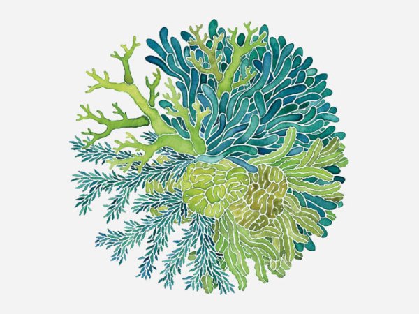 Стилизованные водоросли