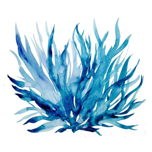 Водоросли акварель