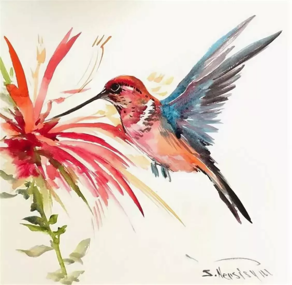 Колибри скетчинг