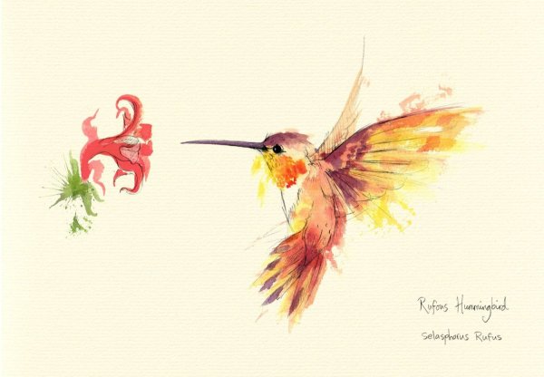 Колибри акварель