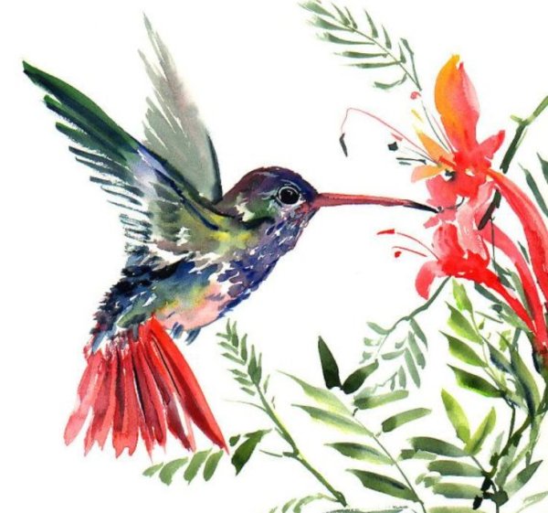Колибри акварель