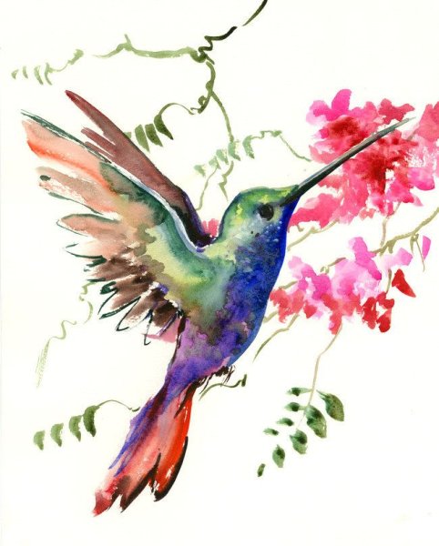 Колибри красками акварель