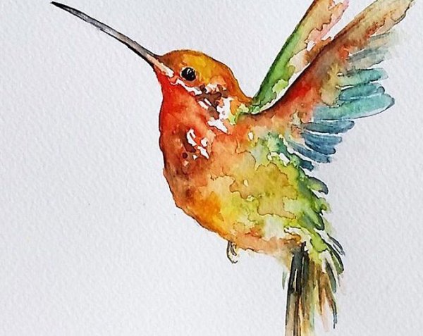 Колибри акварель