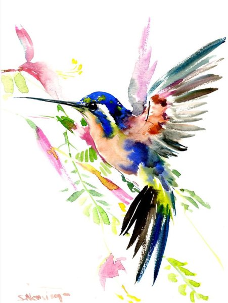 Колибри акварель