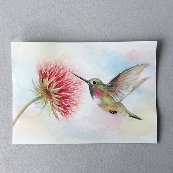 Колибри акварельными карандашами