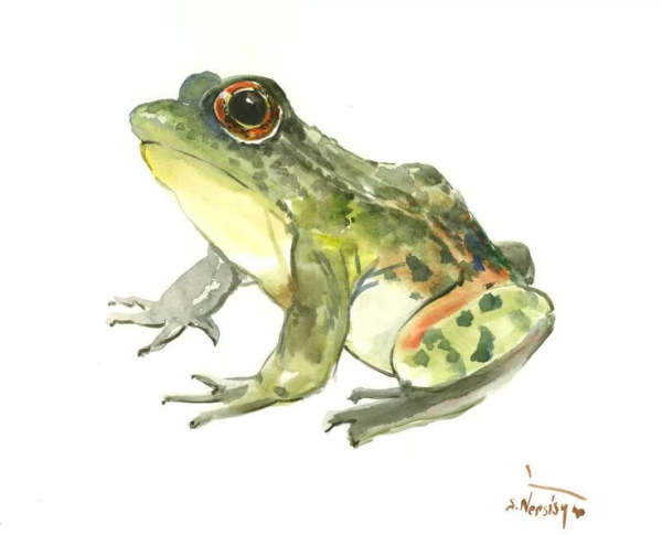 Лягушка акварелью
