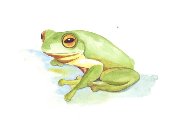Лягушка акварелью мультяшная