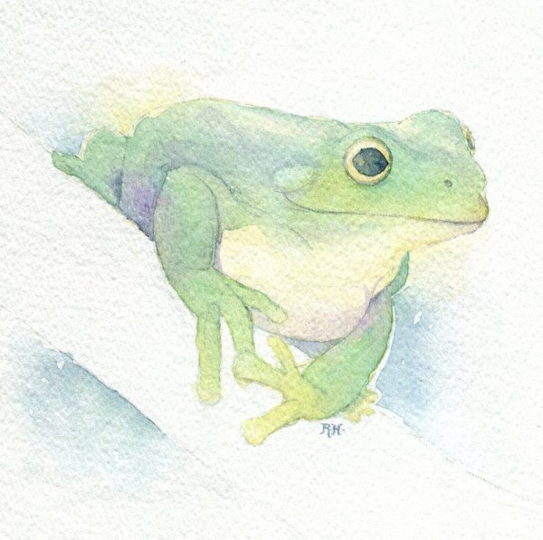 Акварельная лягушка