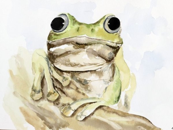Лягушка картина акварелью