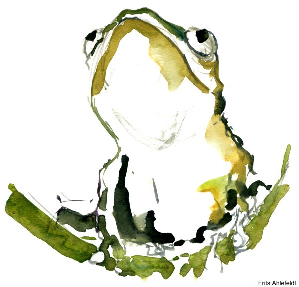 Акварельный скетч лягушка