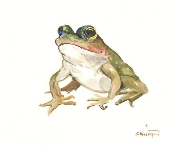 Лягушка акварелью