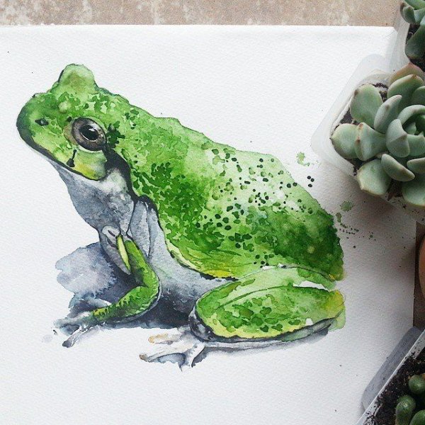 Лягушка рисунок акварелью