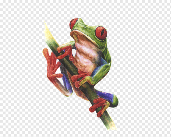 Лягушка нарисованная популярная