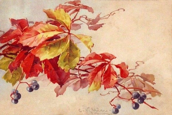 Катарина Кляйн листья