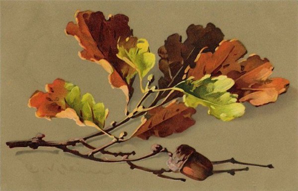 Катарина Кляйн листья