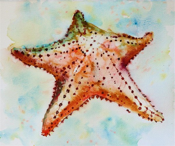 Рисование морская звезда в средней группе