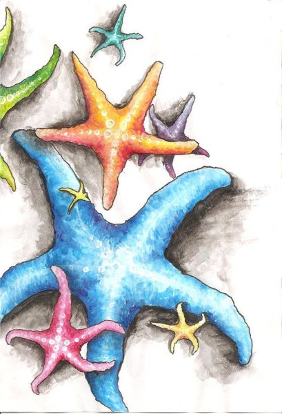 Морская звезда арты