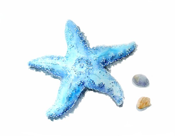 Морская звезда акварель